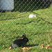 Rabbit(s) #7: Either Side of the Fence