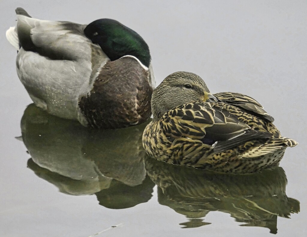 Sleeping Ducks. by tonygig