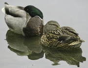 13th Nov 2022 - Sleeping Ducks.