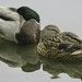 Sleeping Ducks. by tonygig