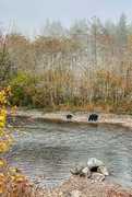14th Nov 2022 - A Walk with Bears