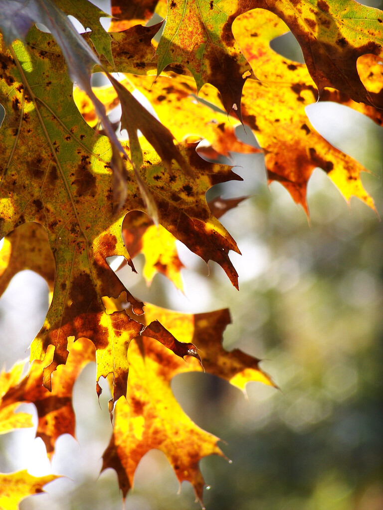 Pin oak leaves... by marlboromaam