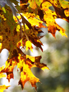 15th Nov 2022 - Pin oak leaves...