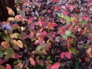 13th Nov 2022 - Even the blueberry bush got in on the color...