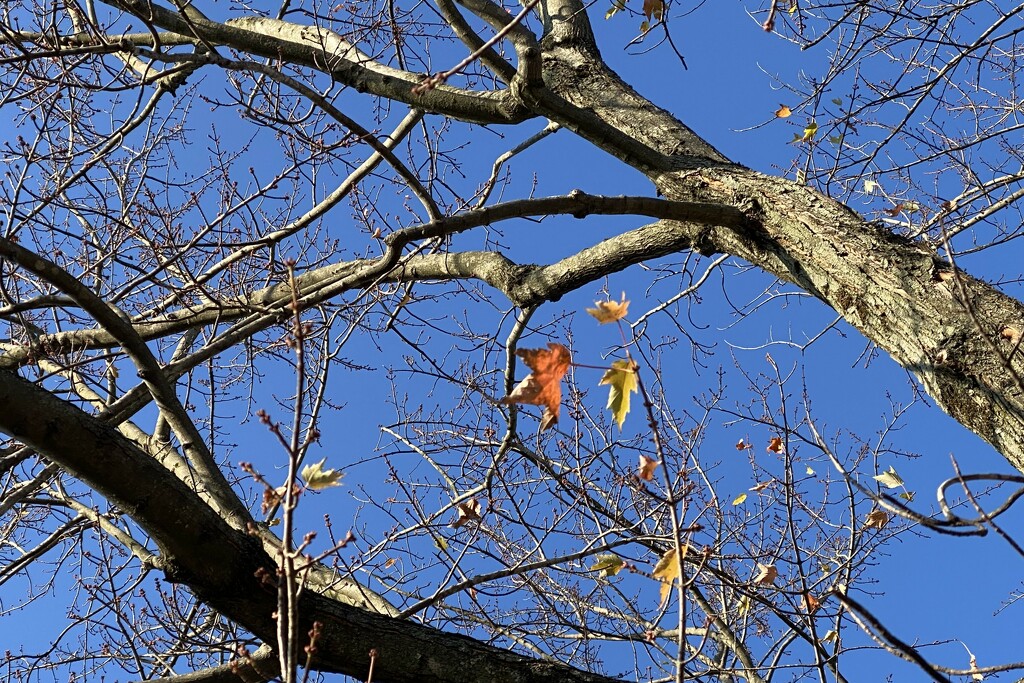 The last leaves look tired and ready to let go by tunia