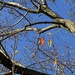 The last leaves look tired and ready to let go by tunia