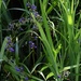   Daniella longifolia  (Flax Lily) ~  by happysnaps