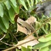 Nov 12 Juvenile Chameleon Trying 'Not To Be Seen" IMG_7006A by georgegailmcdowellcom