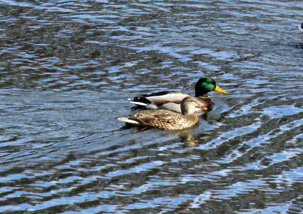 Nov 14 Mallards 2 on small pond IMG_8141AA by georgegailmcdowellcom