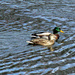 Nov 14 Mallards 2 on small pond IMG_8141AA by georgegailmcdowellcom
