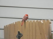 14th Nov 2022 - Cardinal on Neighbor's Fence