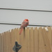Cardinal on Neighbor's Fence by sfeldphotos
