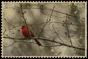 13th Nov 2022 - Wintery Day Cardinal