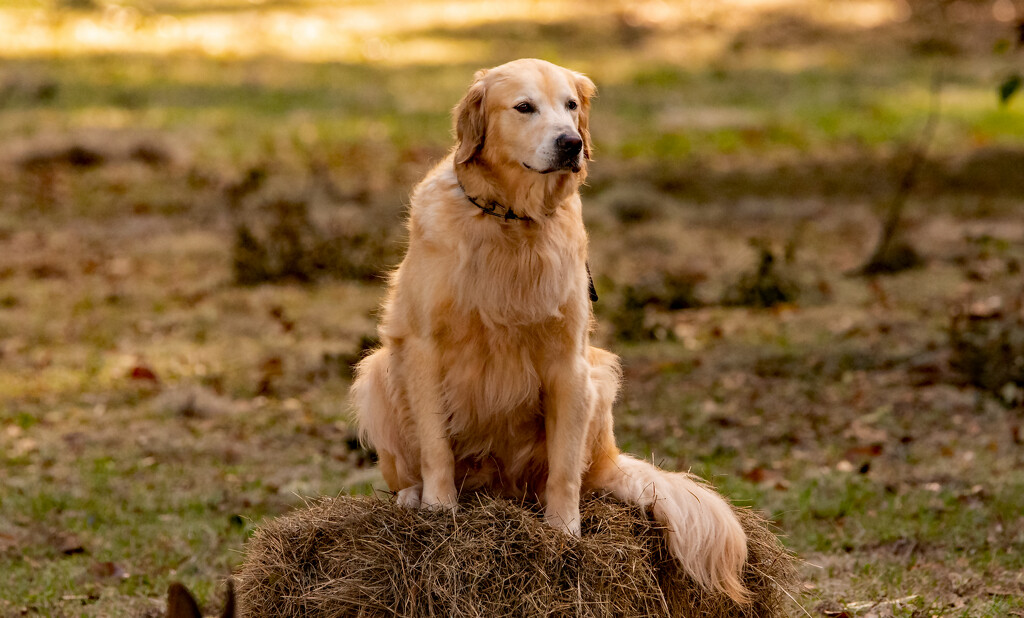 Doggy on the Hay Bail! by rickster549