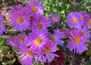 15th Oct 2022 - Asters in the Ditch