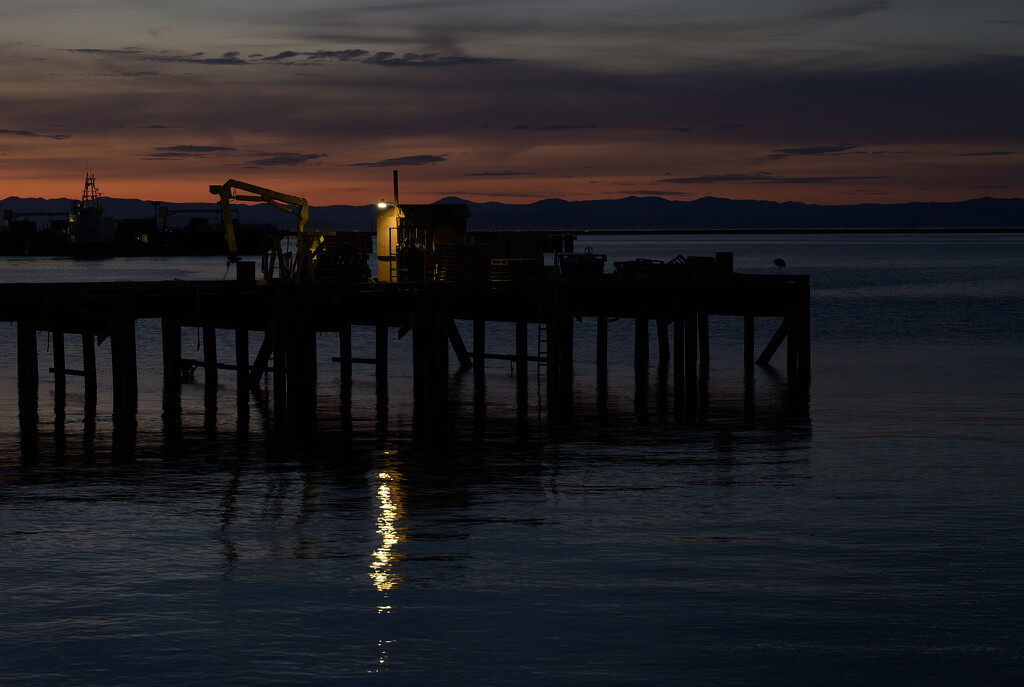 Heron on Dock with Light by theredcamera