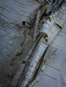 14th Nov 2022 - Birch Bark Detail
