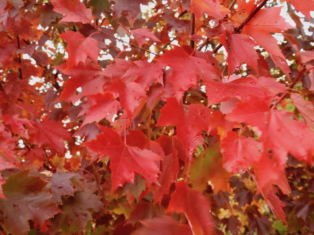 Maple by sunnygreenwood