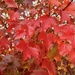 Maple by sunnygreenwood