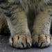 zoom on paws by parisouailleurs