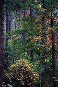 15th Nov 2022 - forest scene