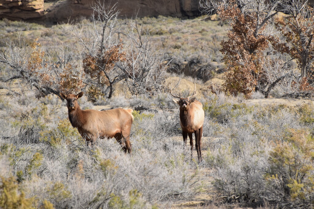 Elk In Chaco Canyon by bigdad