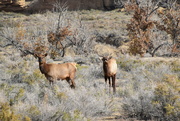 12th Nov 2022 - Elk In Chaco Canyon