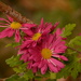 Garden Chrysanthemums......... by ziggy77