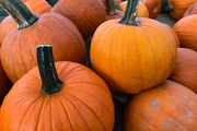 15th Nov 2022 - Some pumpkins