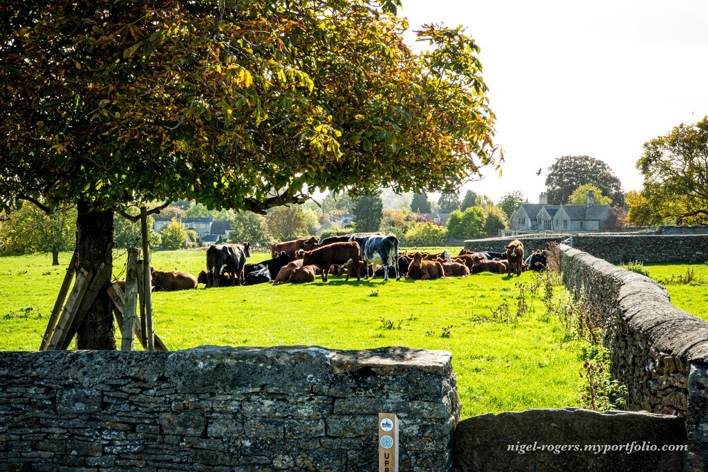 Cows 365 by nigelrogers