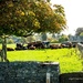 Cows 365 by nigelrogers