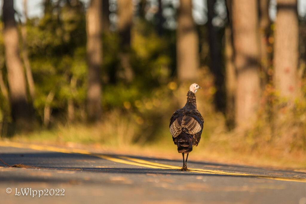 Why Did The Turkey Cross The Road? by lesip