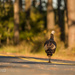 Why Did The Turkey Cross The Road? by lesip
