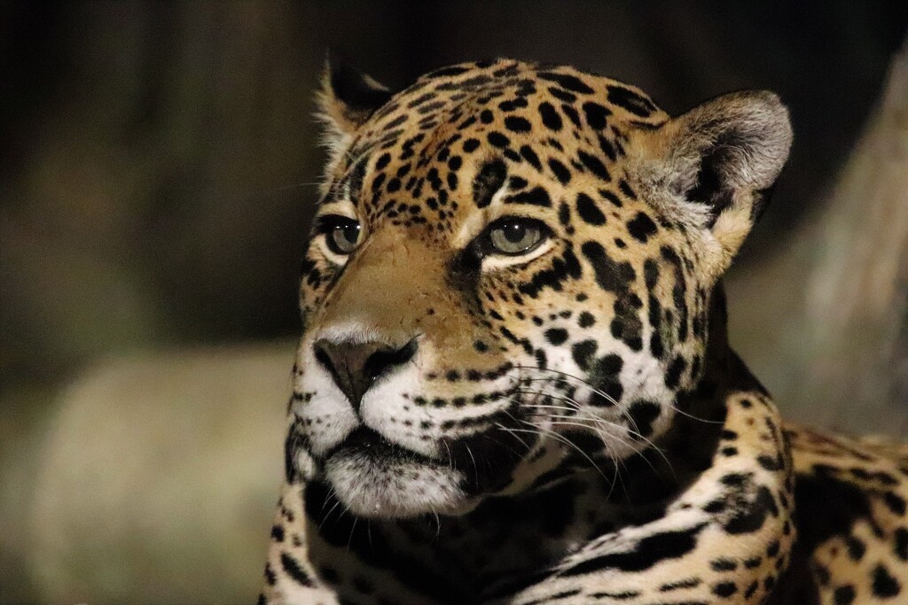 Jaguar Up Close by randy23