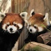 Mom And Son Red Pandas by randy23