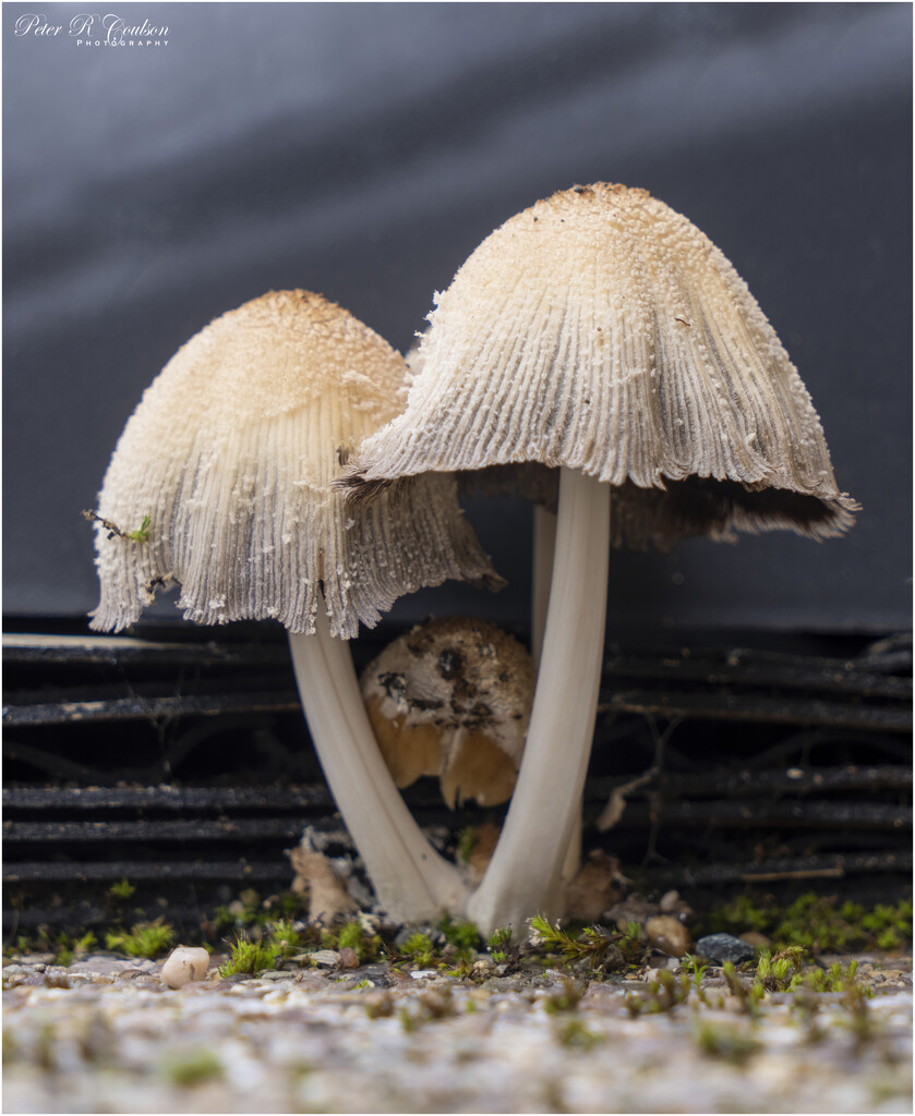 Common Ink Cap by pcoulson