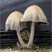 Common Ink Cap by pcoulson