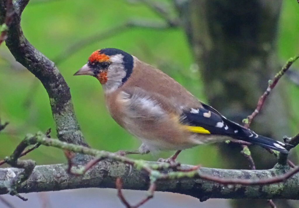 Goldfinch by marianj