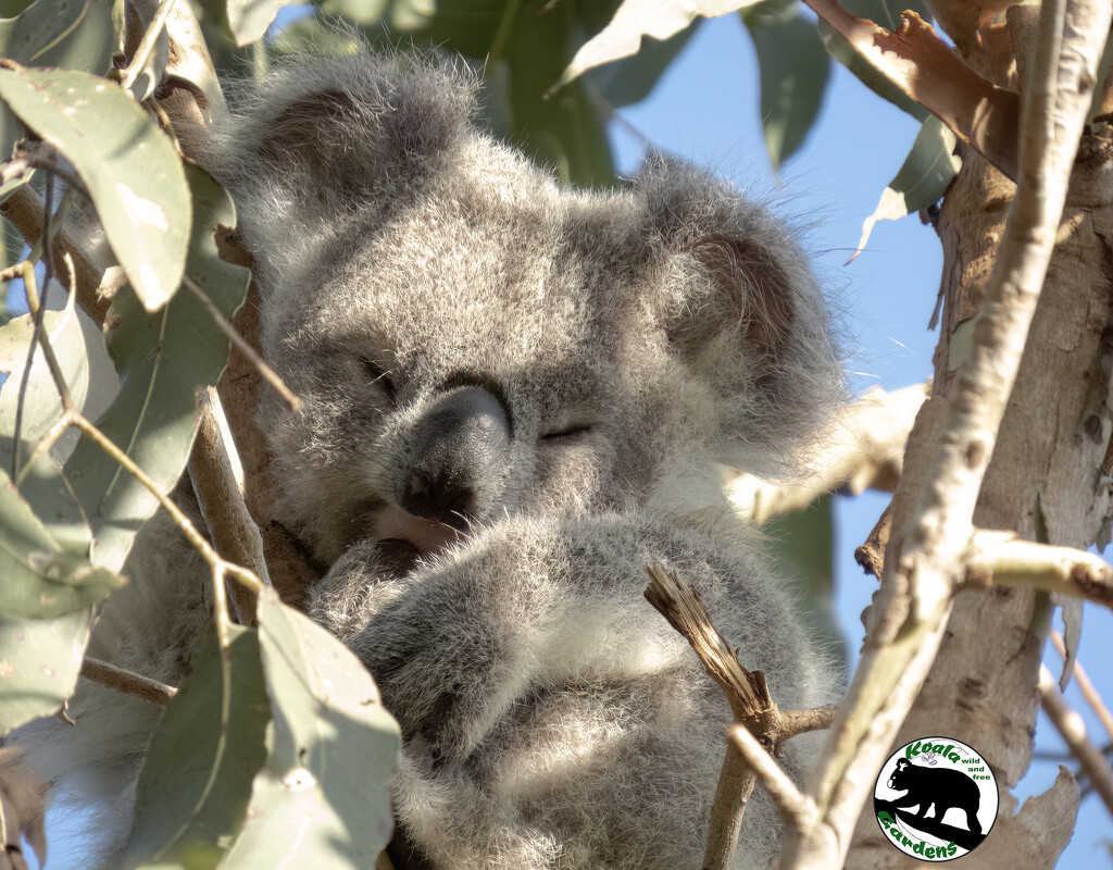 sweetness itself by koalagardens
