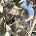 sweetness itself by koalagardens