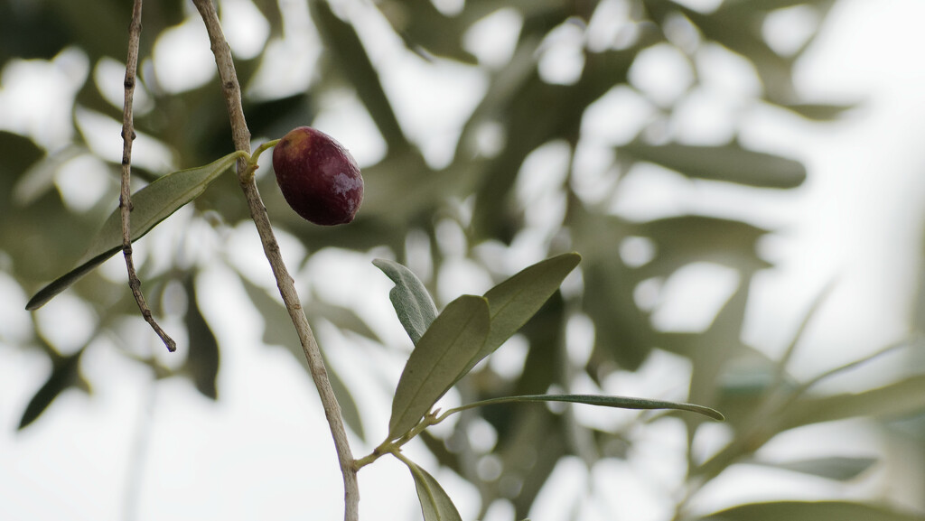 This year's olive crop by laroque