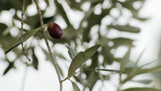 15th Nov 2022 - This year's olive crop