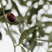 This year's olive crop by laroque