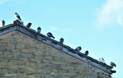 15th Nov 2022 - 10 Pigeons on a roof top.