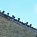 10 Pigeons on a roof top. by grace55