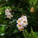Fried Egg Plant Flower ~ by happysnaps
