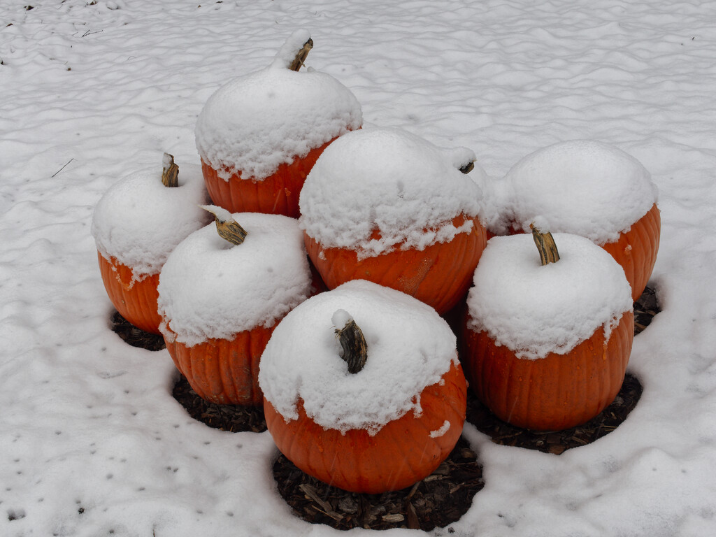 snow capped pumpkins by rminer