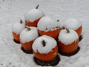 15th Nov 2022 - snow capped pumpkins