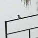 Nov 15 Kingfisher on Bridge IMG_8155A by georgegailmcdowellcom