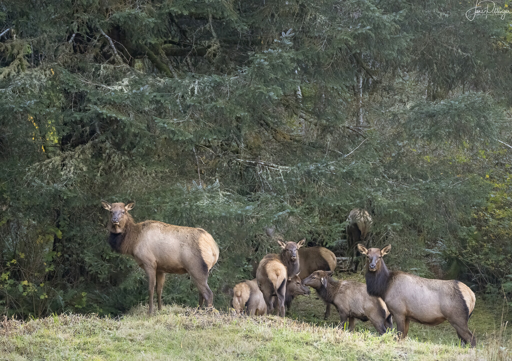 Elk Calves Nose to Nose by jgpittenger
